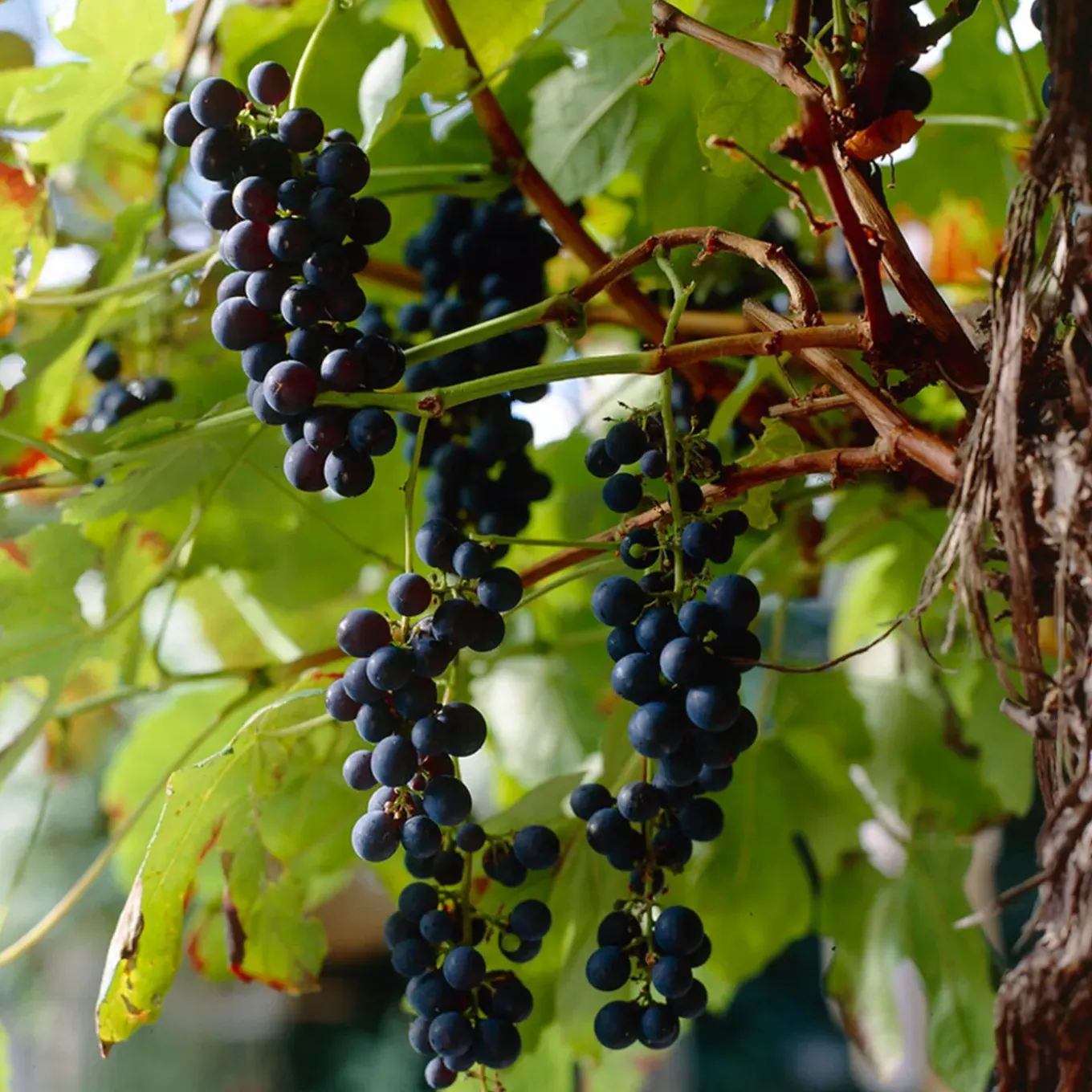Set Van 2 - Vitis Vinifera Boskoop Glory - Druivenplant - Fruitplanten - Hoogte 50-70 Cm - Pot 15 Cm