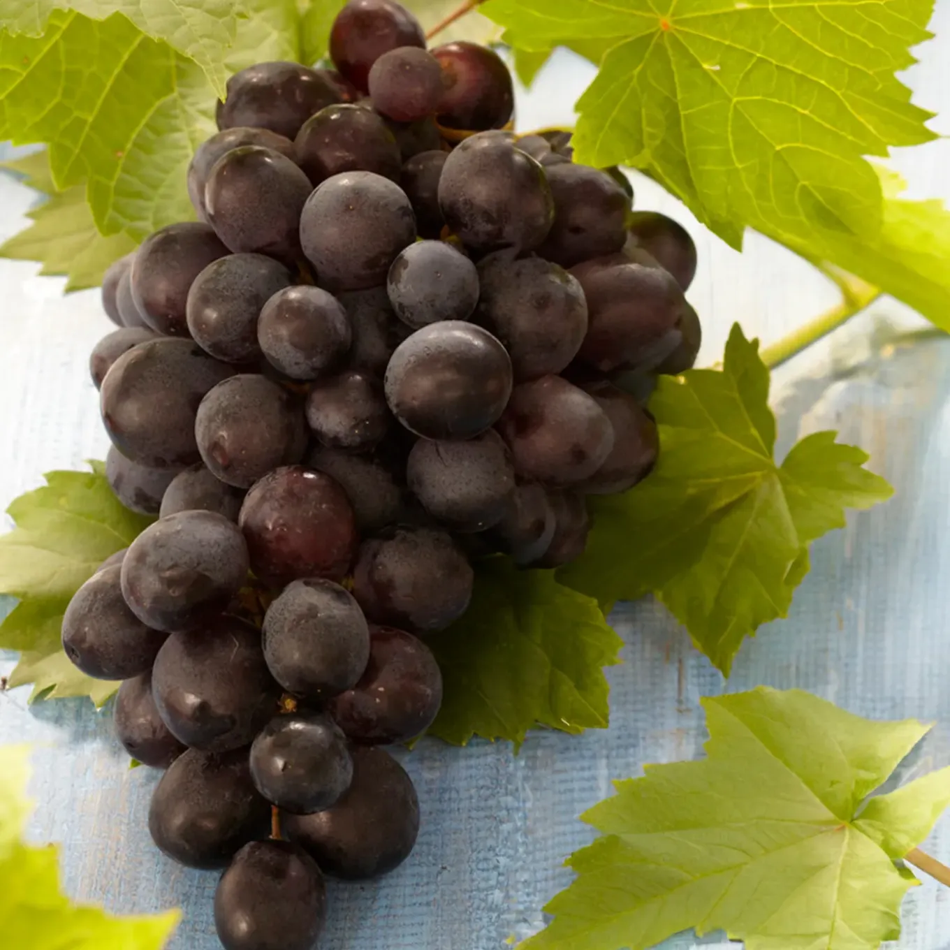 Set Van 2 - Vitis Vinifera Boskoop Glory - Druivenplant - Fruitplanten - Hoogte 50-70 Cm - Pot 15 Cm