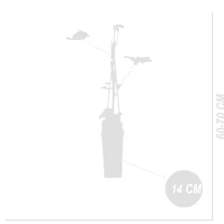 Set Van 2 - Vitis Vinifera Boskoop Glory - Druivenplant - Fruitplanten - Hoogte 50-70 Cm - Pot 15 Cm