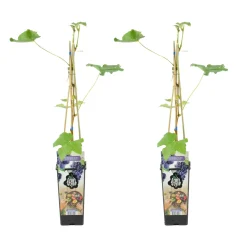 Set Van 2 - Vitis Vinifera Boskoop Glory - Druivenplant - Fruitplanten - Hoogte 50-70 Cm - Pot 15 Cm
