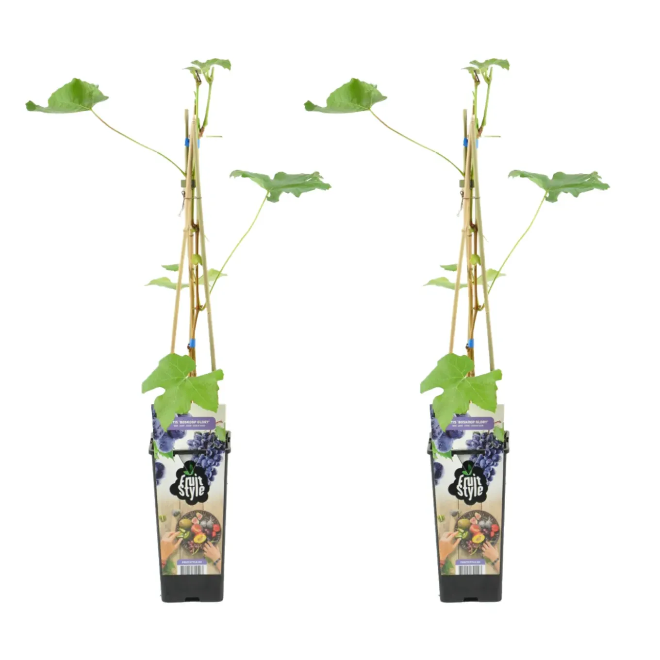 Set Van 2 - Vitis Vinifera Boskoop Glory - Druivenplant - Fruitplanten - Hoogte 50-70 Cm - Pot 15 Cm