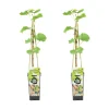 Bloomique Set Van 2 - Vitis Vinifera Vroege Van Der Laan - Druivenplant - Hoogte 50-70 Cm - Pot 15 Cm