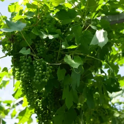Bloomique Set Van 2 - Vitis Vinifera Vroege Van Der Laan - Druivenplant - Hoogte 50-70 Cm - Pot 15 Cm