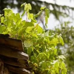 Bloomique Set Van 2 - Vitis Vinifera Vroege Van Der Laan - Druivenplant - Hoogte 50-70 Cm - Pot 15 Cm