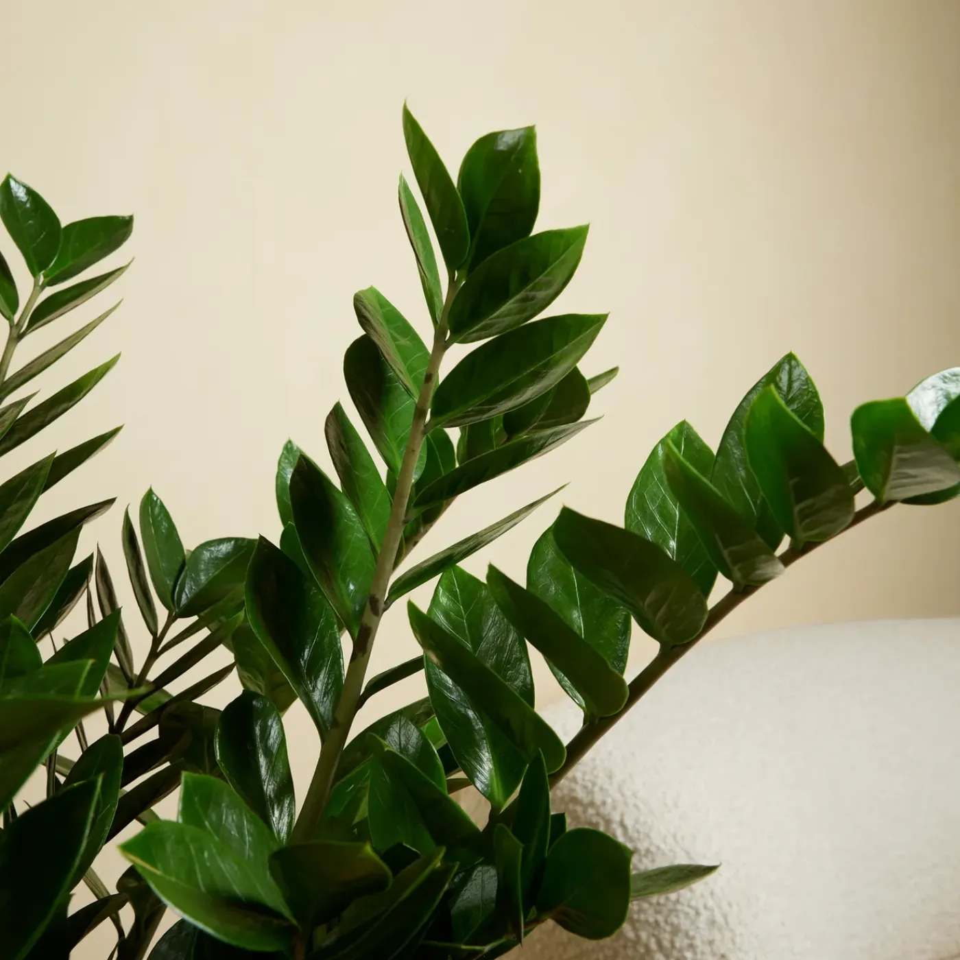 Bloomique Set Van 2 - Zamioculcas Zamiifolia - Kamerpalm - Hoogte 70-90 Cm - Pot 21 Cm