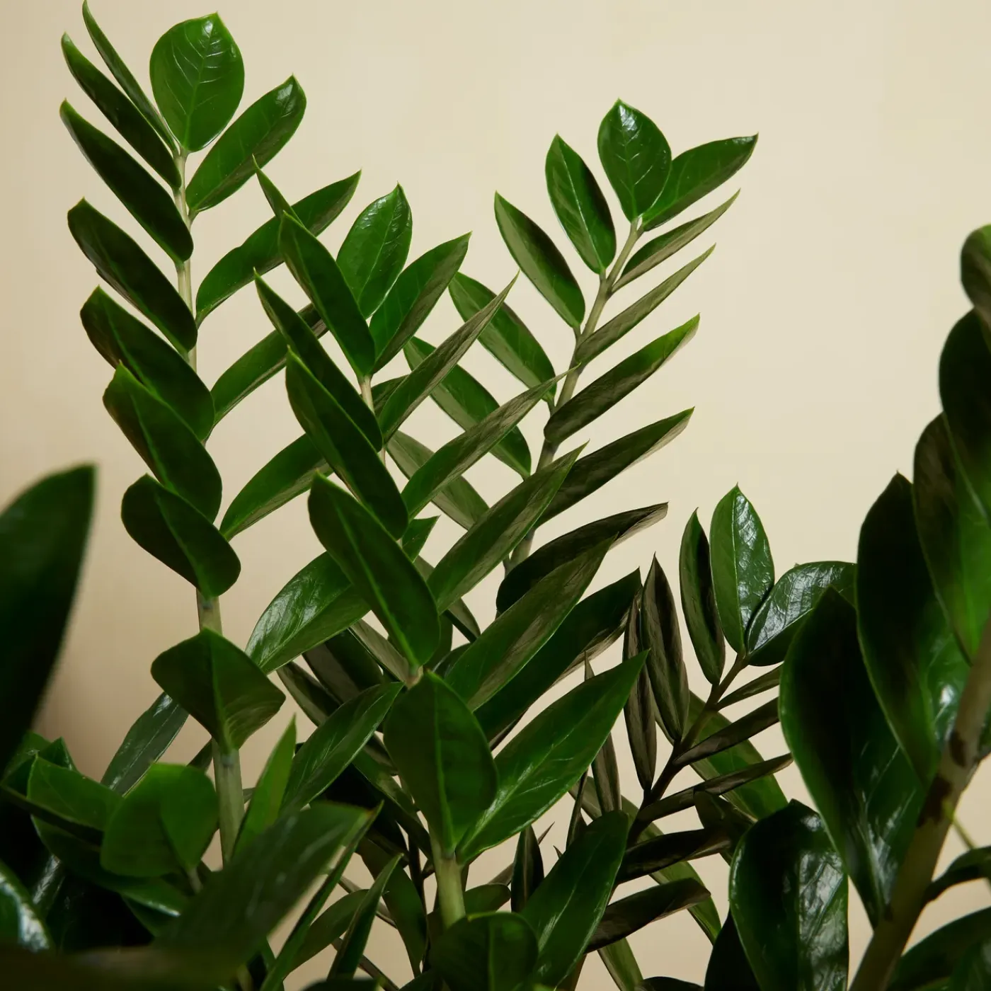 Bloomique Set Van 2 - Zamioculcas Zamiifolia - Kamerpalm - Hoogte 70-90 Cm - Pot 21 Cm