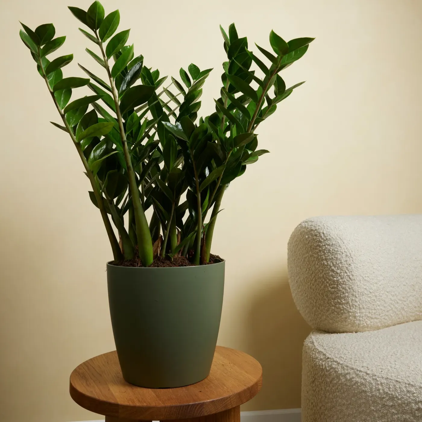 Bloomique Set Van 2 - Zamioculcas Zamiifolia - Kamerpalm - Hoogte 70-90 Cm - Pot 21 Cm