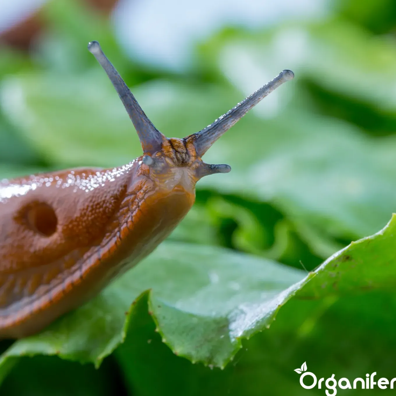 Snail Prevention 10 L - Concentraat Voor 10.000 M2 - Organifer
