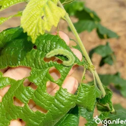 Snail Prevention 10 L - Concentraat Voor 10.000 M2 - Organifer