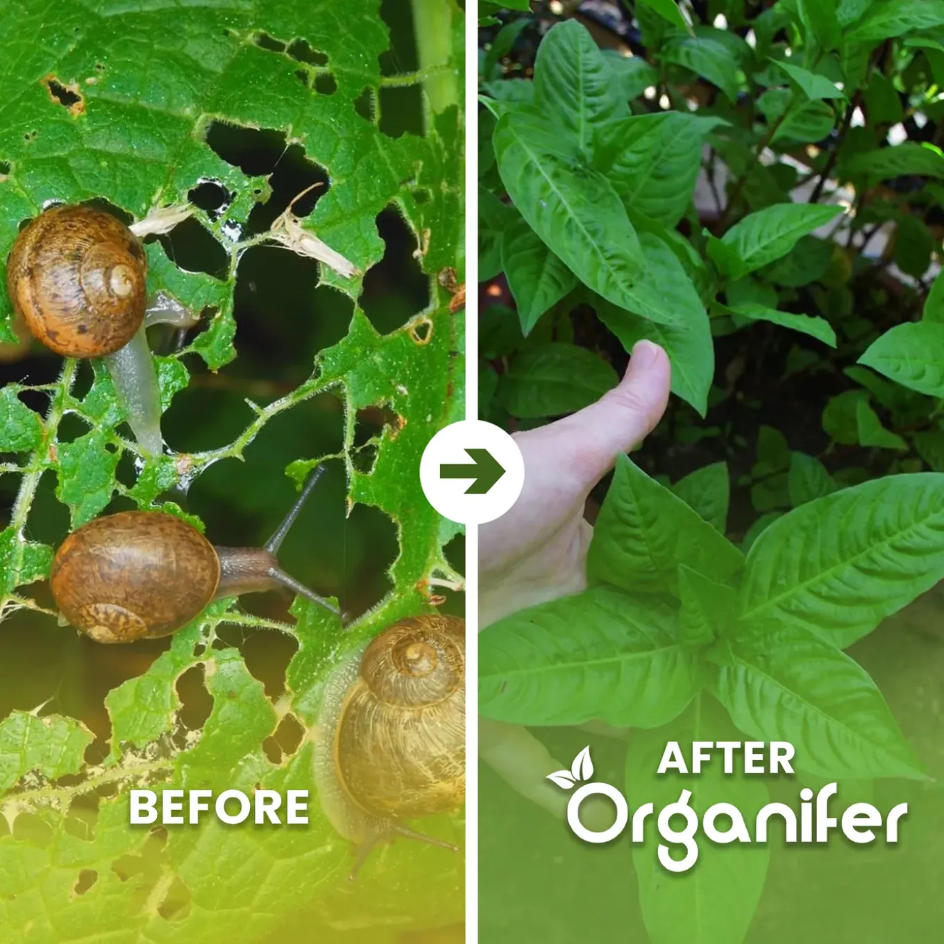 Snail Prevention 10 L - Concentraat Voor 10.000 M2 - Organifer