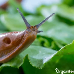 Organifer Snail Prevention 500 Ml - Concentraat Voor 500 M2 -