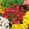 Organifer Snijbloemen Zadenpakket - 20 Soorten -