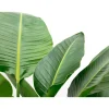 Strelitzia Nicolai - Paradijsvogelbloem - Kamerplant - ↕160-180 cm - Ø24cm