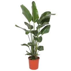 Strelitzia Nicolai - Paradijsvogelbloem - Kamerplant - ↕160-180 cm - Ø24cm