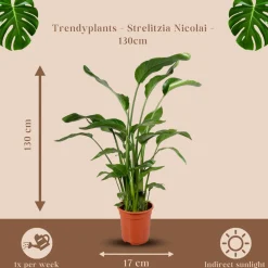 Strelitzia Nicolai - Paradijsvogelbloem - Kamerplant - ↕110-130 Cm - Ø17cm