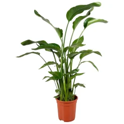 Strelitzia Nicolai - Paradijsvogelbloem - Kamerplant - ↕110-130 Cm - Ø17cm