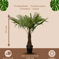 Trendyplants Trachycarpus Fortuneii - Chinese waaierpalm - ↕230-250 cm - Winterhard - Tuinplant - Ø45cm