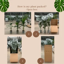 Trachycarpus Fortuneii - ↕190-210 cm - Winterhard - Chinese waaierpalm - Tuinplant - Ø40cm