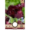 Overig Tulp black parrot 6 stuks
