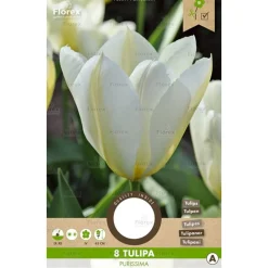 Overig Tulp purissima 8 stuks