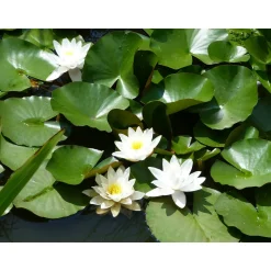 Ubbink Drijfbloem - Waterlelie - Crème - 16cm