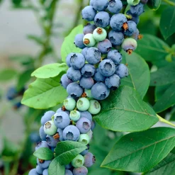 Bloomique Vaccinium Corymbosum Goldtraube - Blauwe Bessen Plant - Fruitplanten - Hoogte 50-70 Cm - Pot 15 Cm