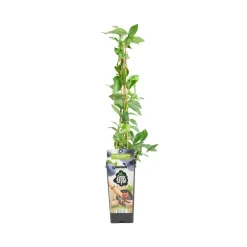 Bloomique Vaccinium Corymbosum Goldtraube - Blauwe Bessen Plant - Fruitplanten - Hoogte 50-70 Cm - Pot 15 Cm