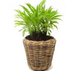 Van Der Leeden V/d Leeden Planten Mand - Rond - Riet - 55x47cm