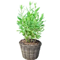 Vd Leeden Planten Of Bloemen Mand - Rond - Rotan - D25 X H22 Cm