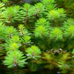 Vdvelde - Aarvederkruid Myriophyllum Rubricaule Vijver - 4 Planten Set Met Mand & Klei - Winterhard