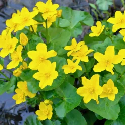 vdvelde - Dotterbloem Caltha Palustris Vijverplant - 4 Planten Compleetset Met Mand & Klei