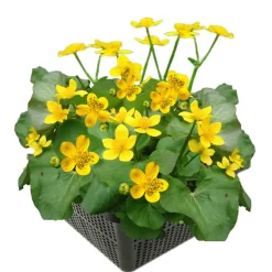 vdvelde - Dotterbloem Caltha Palustris Vijverplant - 4 Planten Compleetset Met Mand & Klei