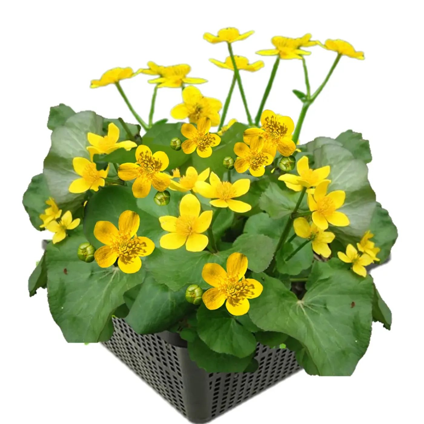 vdvelde - Dotterbloem Caltha Palustris Vijverplant - 4 Planten Compleetset Met Mand & Klei