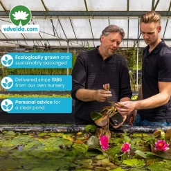 Vdvelde - Drijfring Vijver 25 Cm + Aqua Set 3-delig Compleet - Waterlelie Planten
