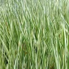 vdvelde - Kalmoes Acorus Calamus Variegatus Vijverplant - 4 Planten Set Met Mand & Klei