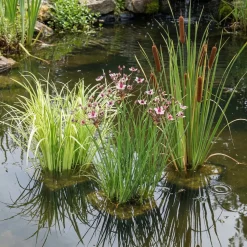 vdvelde - Kalmoes Acorus Calamus Variegatus Vijverplant - 4 Planten Set Met Mand & Klei
