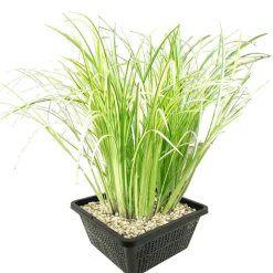 vdvelde - Kalmoes Acorus Calamus Variegatus Vijverplant - 4 Planten Set Met Mand & Klei