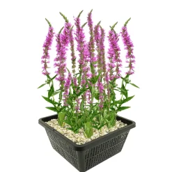 Vdvelde - Kattenstaart Lythrum Salicaria Vijverplant - 4 Planten Compleetset Met Mand & Substraat