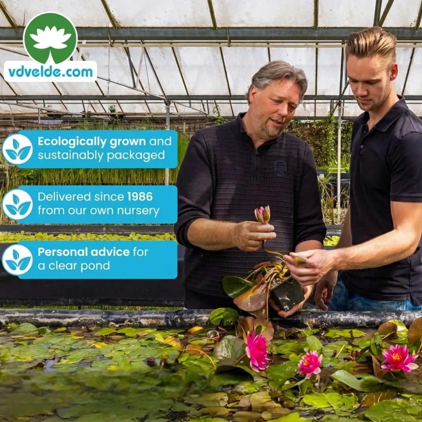 Vdvelde - Planteneiland Vijver Zwanenbloem - 4 Planten Compleet - Butomus Umbellatus