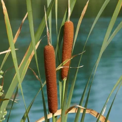 Vdvelde - Planteneiland Vijver Lisdodde - 4 Planten Compleet - Typha Latifolia