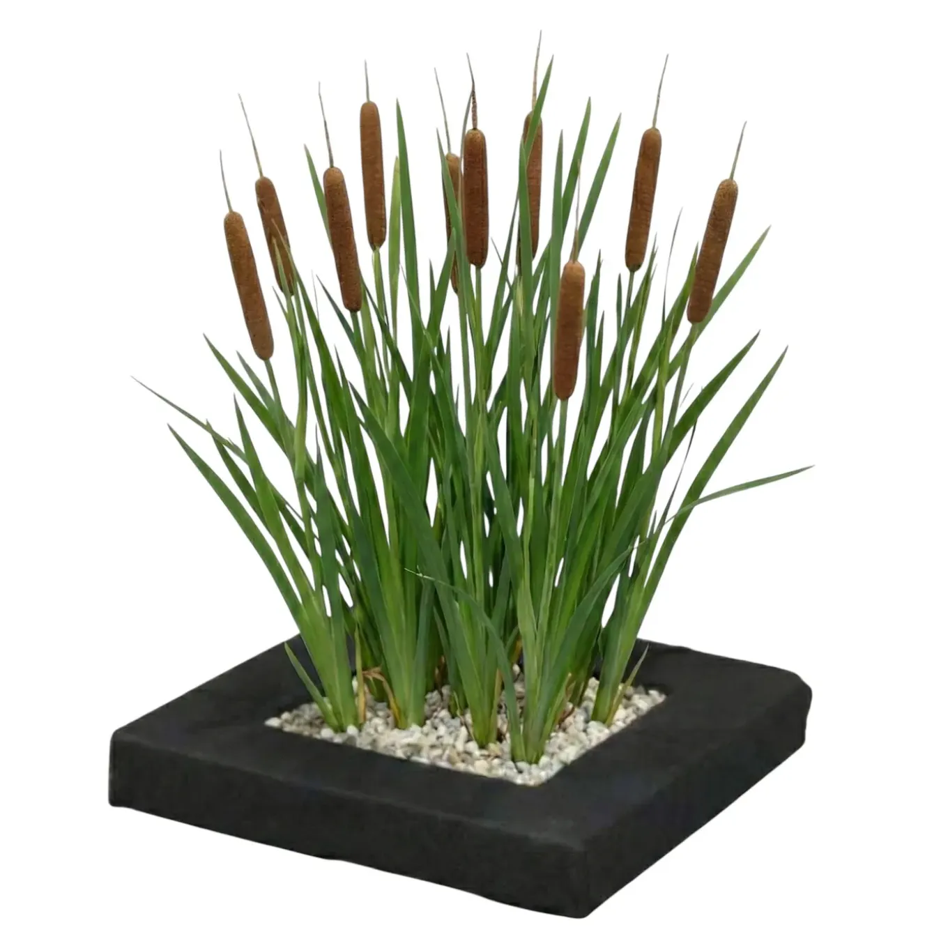 Vdvelde - Planteneiland Vijver Lisdodde - 4 Planten Compleet - Typha Latifolia