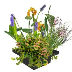 vdvelde - Planteneiland Vijver 25x25 Cm - 4 Planten Compleetset - Drijvend Eiland