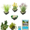 Vdvelde - Vijverpakket Inheems 100-400l - Witte Waterlelie & Zuurstofplanten Compleetset