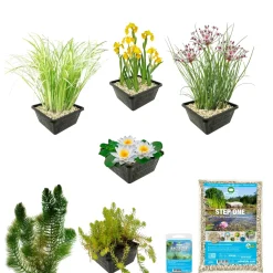 Vdvelde - Vijverpakket Inheems 100-400l - Witte Waterlelie & Zuurstofplanten Compleetset