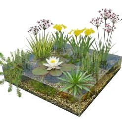 vdvelde - Vijverpakket Inheems 500-1250l - Witte Waterlelie & Zuurstofplanten Compleet - Winterhard