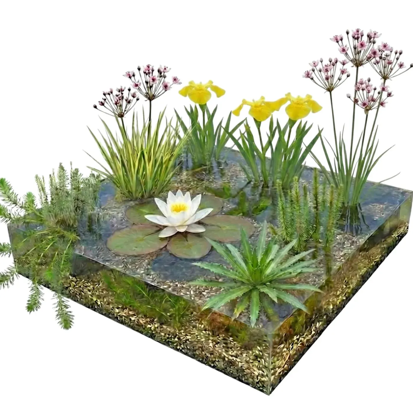 vdvelde - Vijverpakket Inheems 500-1250l - Witte Waterlelie & Zuurstofplanten Compleet - Winterhard