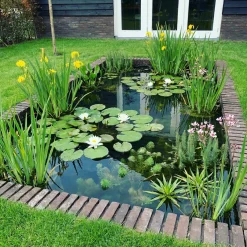 vdvelde - Vijverpakket Inheems 500-1250l - Witte Waterlelie & Zuurstofplanten Compleet - Winterhard
