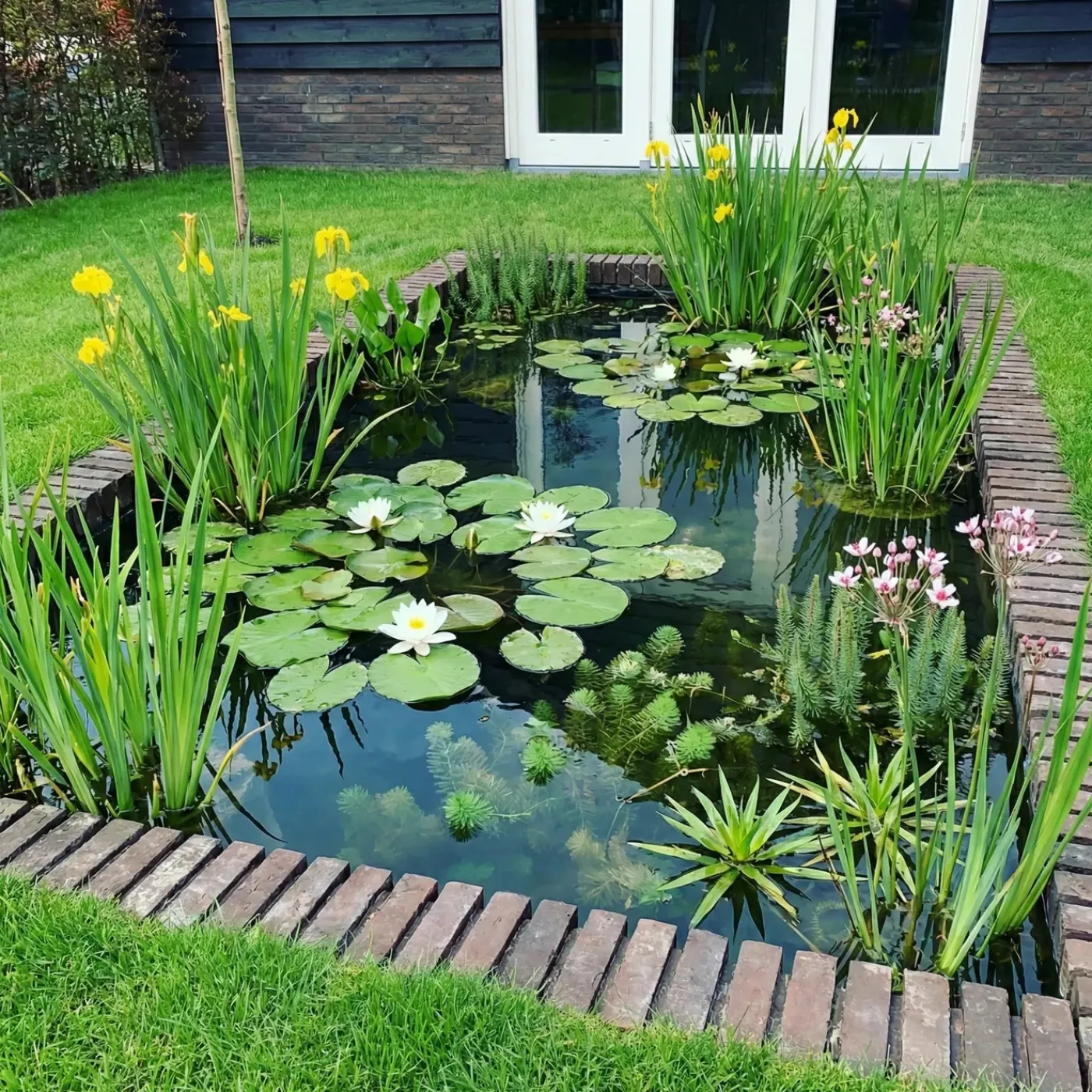 vdvelde - Vijverpakket Inheems 500-1250l - Witte Waterlelie & Zuurstofplanten Compleet - Winterhard