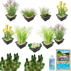 vdvelde - Vijverpakket Inheems 500-1250l - Witte Waterlelie & Zuurstofplanten Compleet - Winterhard