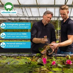 vdvelde - Vijverpakket Inheems 500-1250l - Witte Waterlelie & Zuurstofplanten Compleet - Winterhard